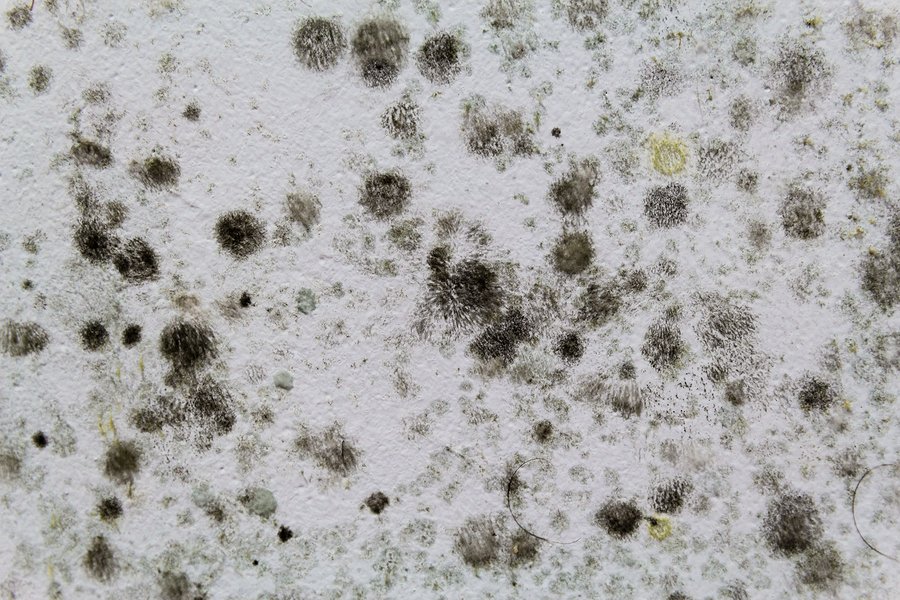 Image of mold and mildew on Aeroseal's website